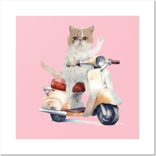 exotic short hair in scooter Posters and Art